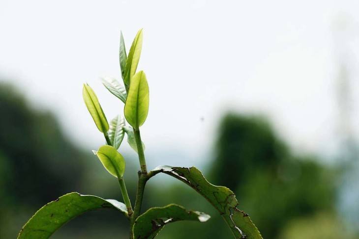 2022年白茶園古樹(shù)春茶品鑒！