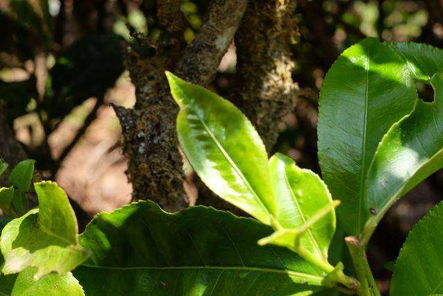 2022年白茶園古樹春茶價格？