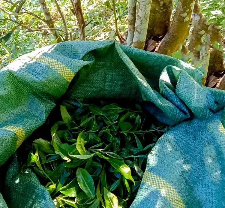 2022年鳳凰窩古樹春茶口感？