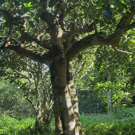 2022年鳳凰窩古樹春茶多少錢一公斤？