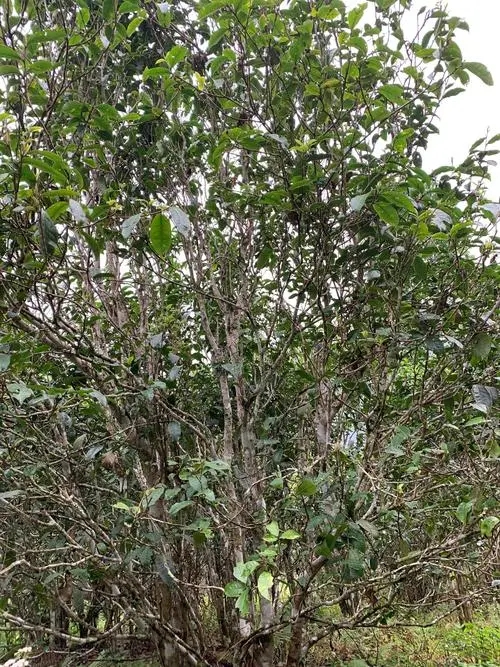 2022年刮風(fēng)寨茶王茶古樹春茶口感？