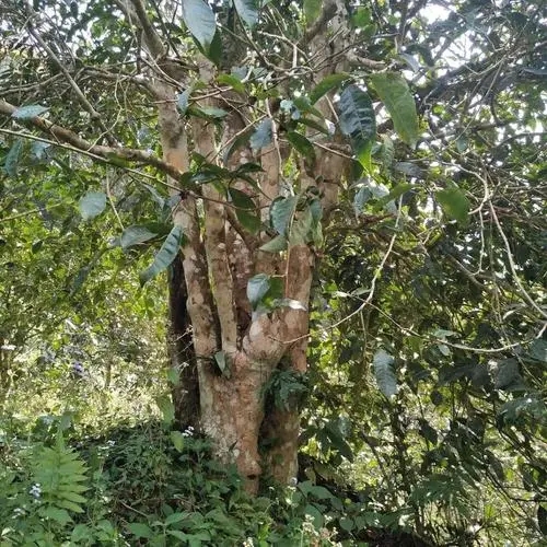 2022年刮風寨茶王樹古樹春茶價格？