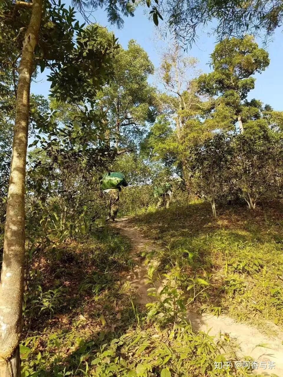 2022年刮風(fēng)寨茶王樹古樹茶多少錢一公斤？