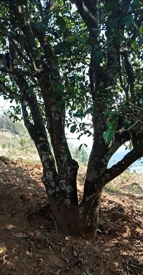 2022年冷水河古樹(shù)春茶多少錢(qián)一公斤？