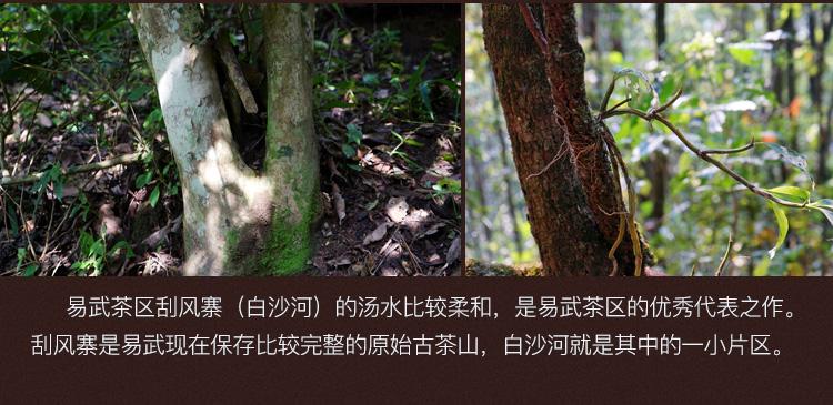 2022年白沙河古樹(shù)春茶口感？