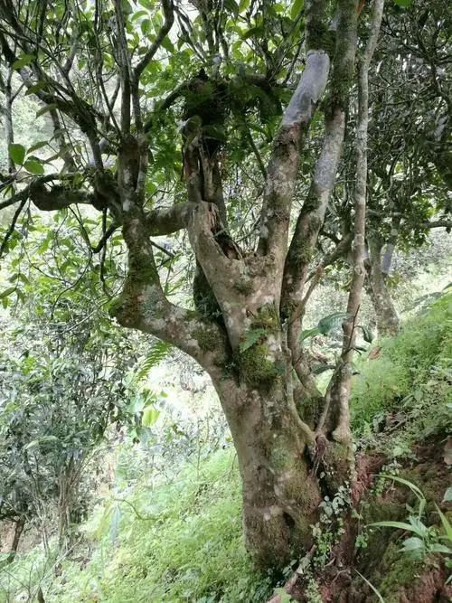 2022年黑水梁子古樹春茶特點(diǎn)？