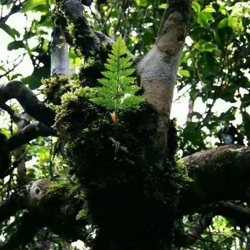 2022年黑水梁子古樹春茶價格？