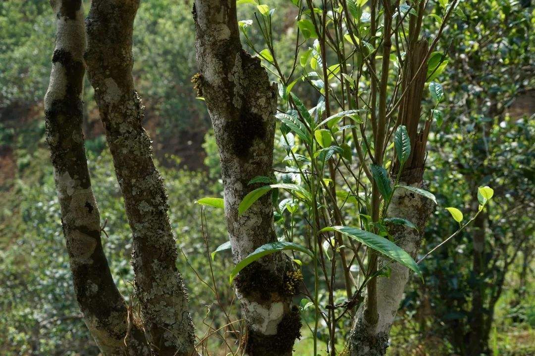 2022年刮風(fēng)寨茶坪古樹春茶特點(diǎn)？