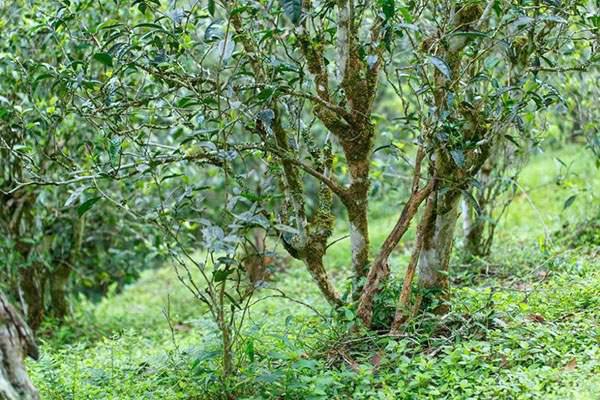 2022年刮風(fēng)寨茶坪古樹(shù)春茶口感？