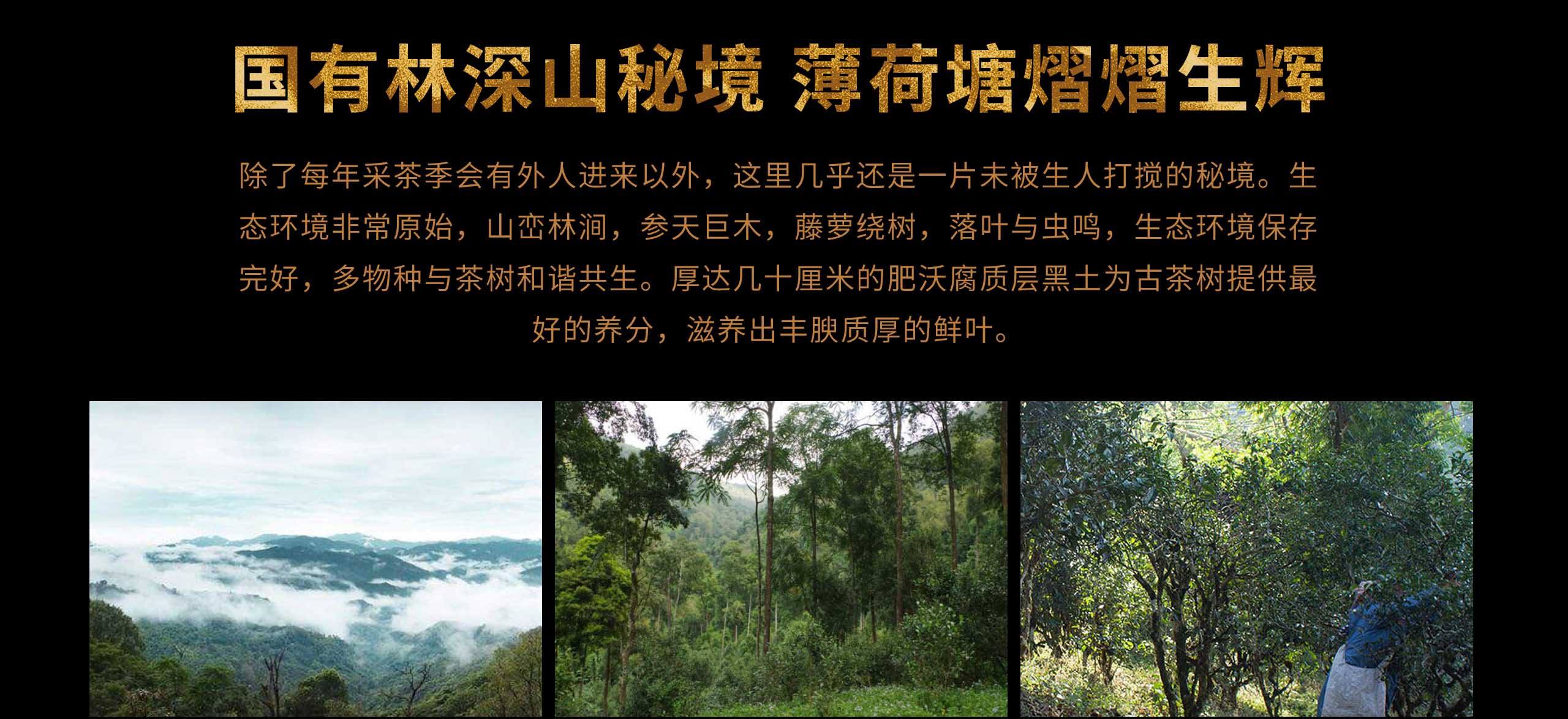 2022年薄荷塘古樹(shù)春茶特點(diǎn)？