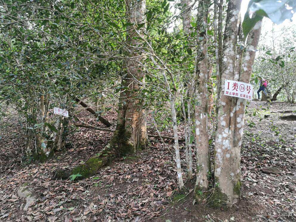 2022年薄荷塘古樹(shù)春茶口感？