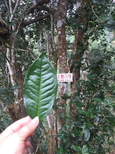 2022年薄荷塘古樹(shù)春茶價(jià)格？