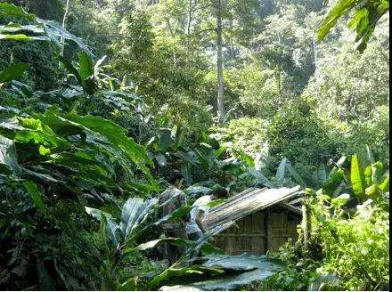 2022年薄荷塘古樹春茶多少錢一公斤？