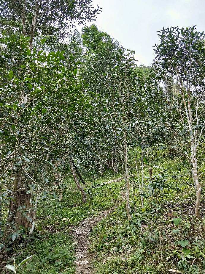 2022年多依樹古樹春茶特點？