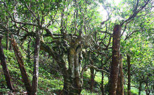 2022年多依樹古樹春茶口感？