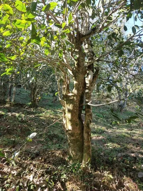 2022年易武張家灣古樹春茶多少錢一公斤？