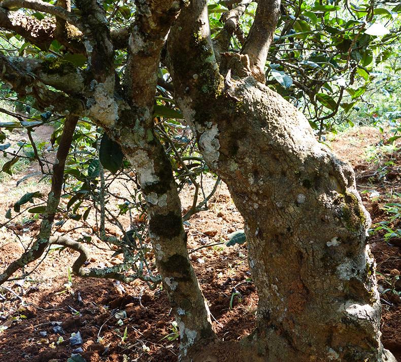 2022年一扇磨山林之息，雨林之味，原始之態(tài)