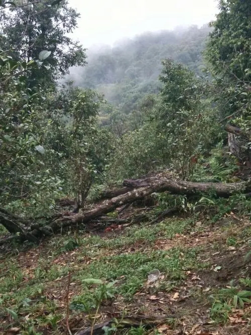 2022年一扇磨古樹春茶價格？