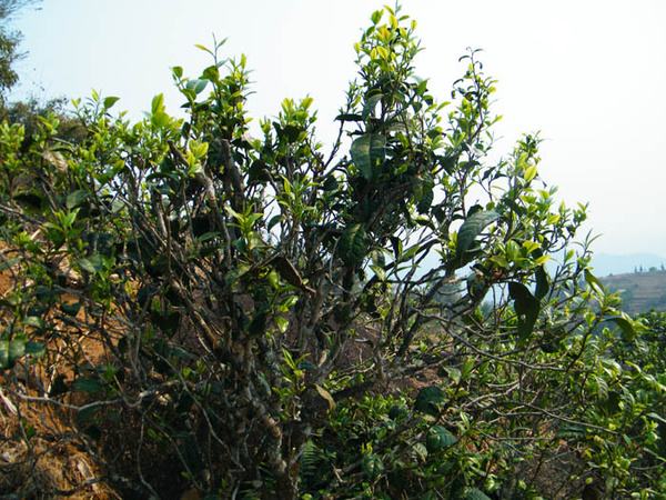 2022年香椿林古樹春茶價格？