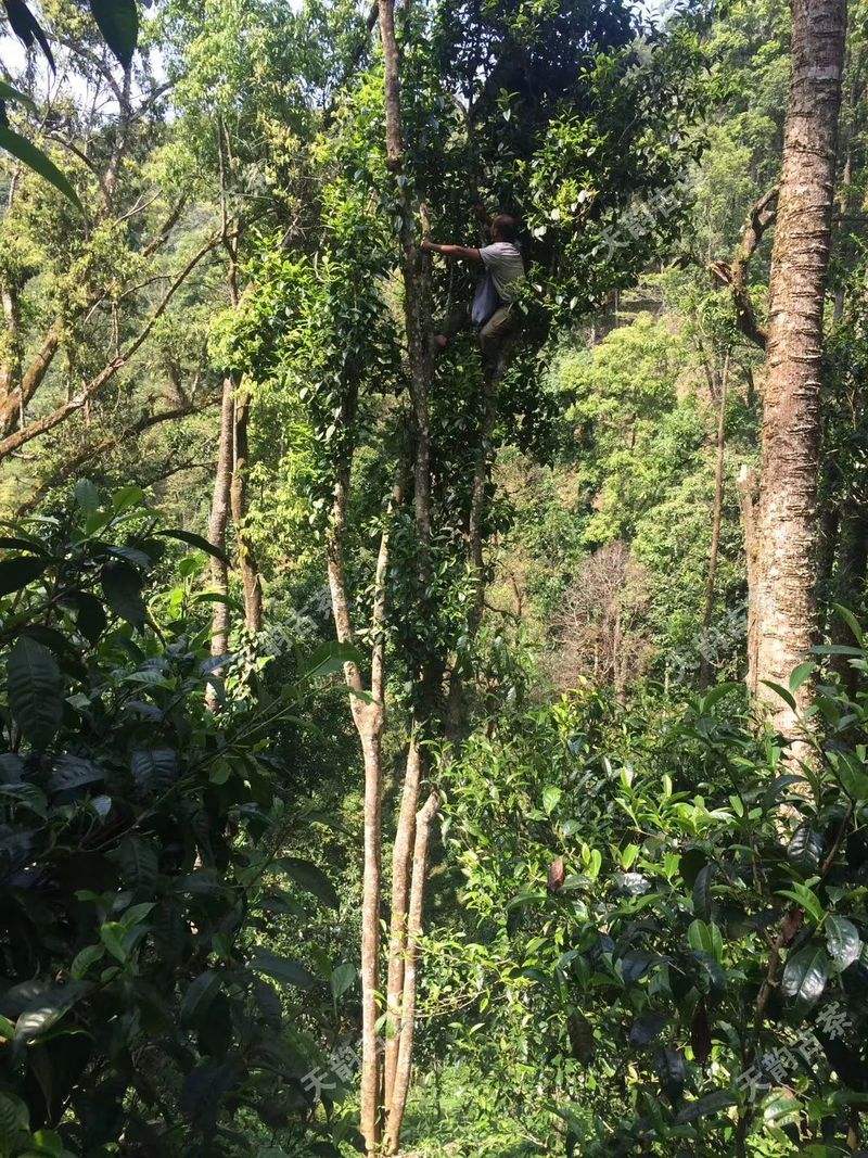 2022年天門山古樹春茶口感？