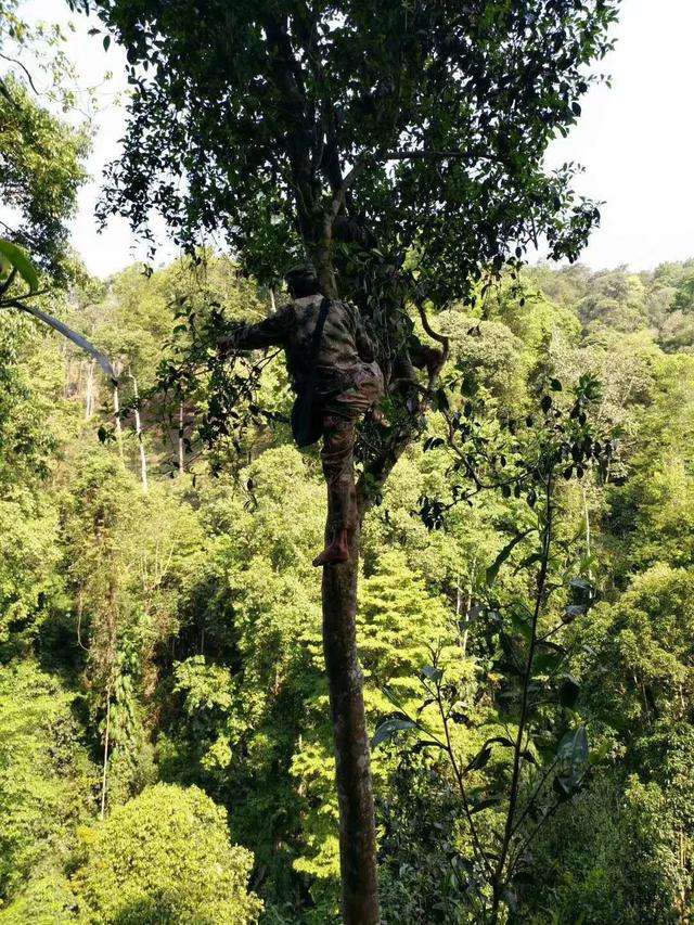 2022年天門山古樹春茶價格？