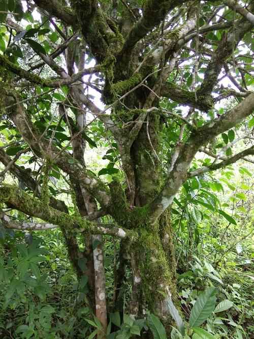 2022年高山寨古樹春茶口感？