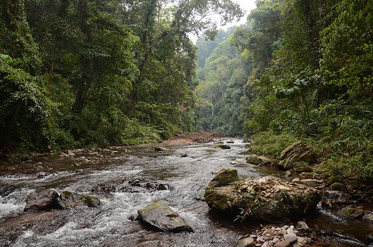 2022年銅箐河古樹春茶特點？