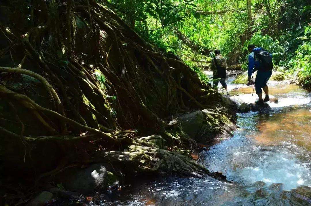 2022年銅箐河古樹(shù)春茶價(jià)格？