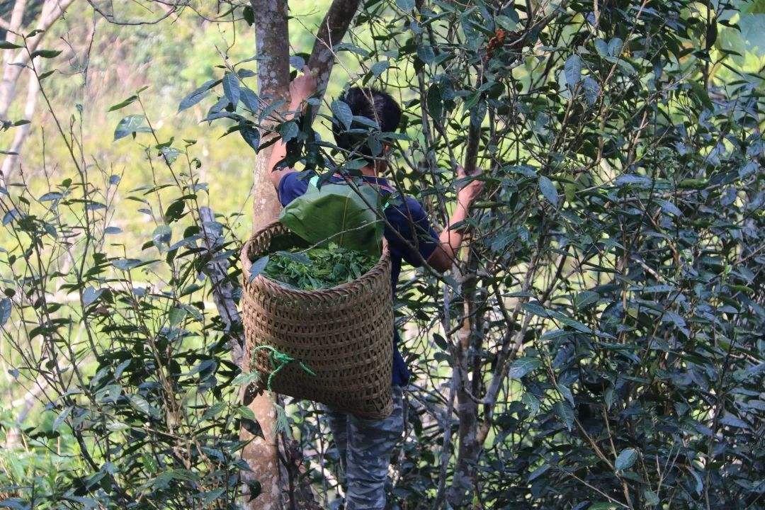 2022年百花潭古樹春茶特點？