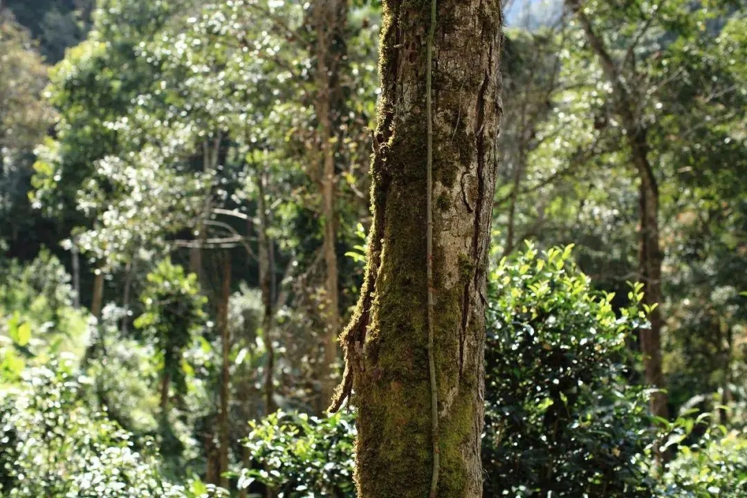 2022年百花潭古樹春茶口感？