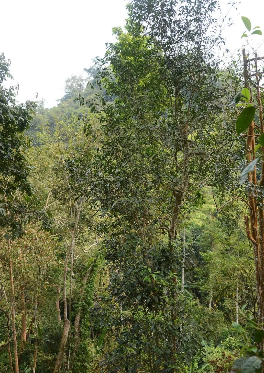 2022年百花潭古樹(shù)春茶價(jià)格？