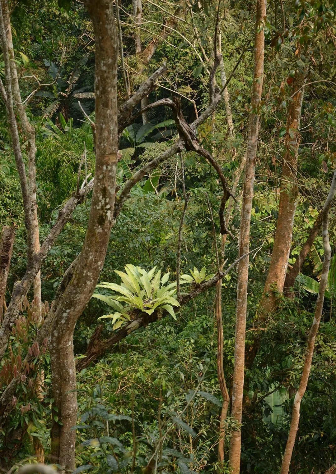 2022年百花潭古樹(shù)春茶多少錢(qián)一公斤？