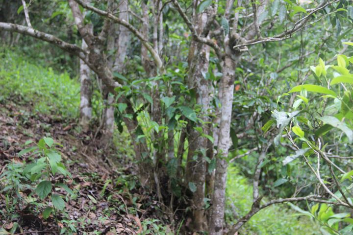 2022年銅箐河古樹(shù)春茶多少錢(qián)一公斤？