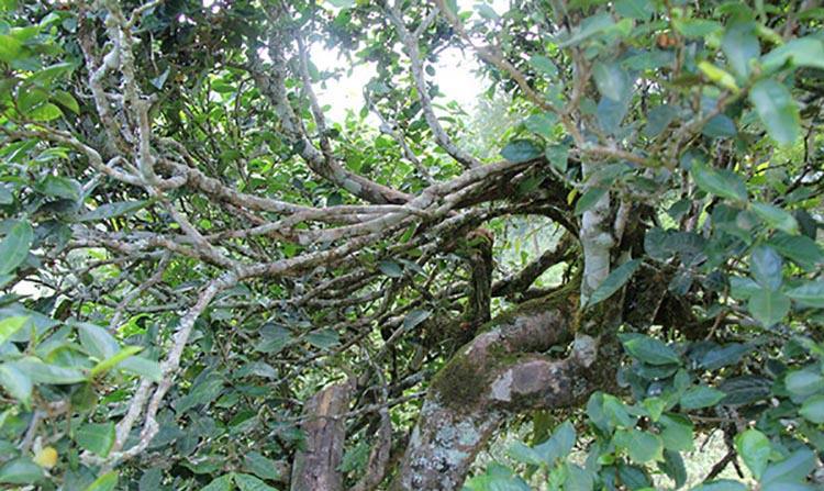 2022年倚邦曼拱古樹春茶特點(diǎn)？