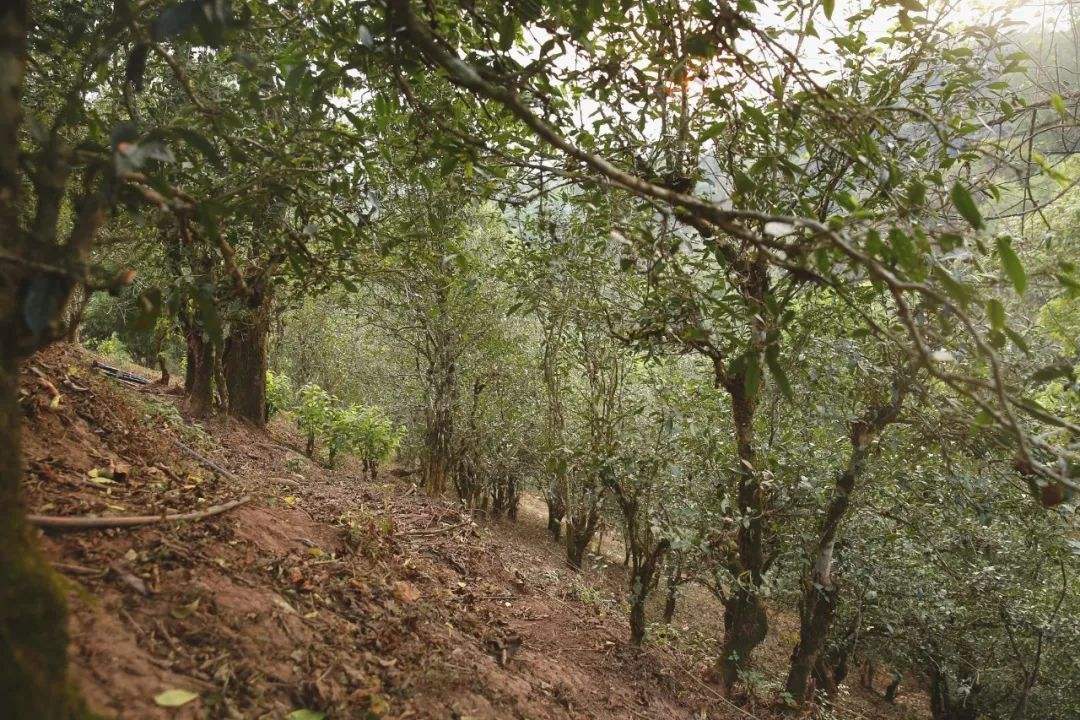 2022年倚邦曼拱古樹春茶口感？