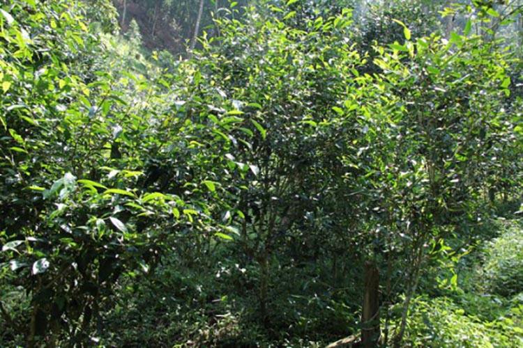 2022年倚邦曼拱古樹春茶價格？