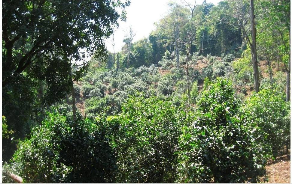 2022年大黑樹林古樹春茶口感？