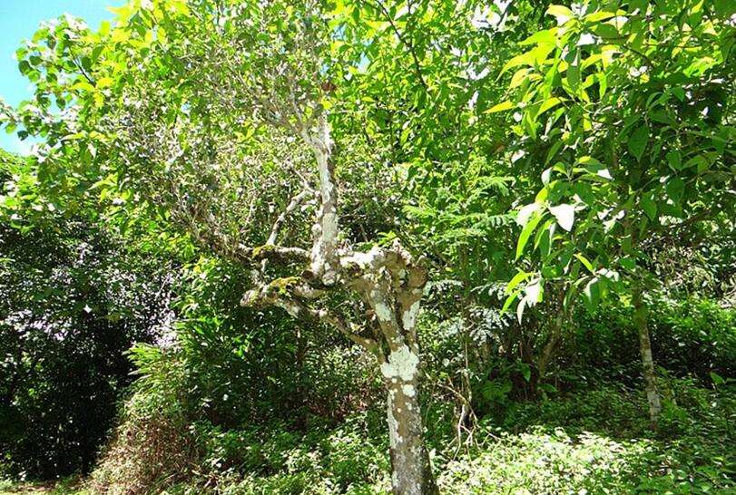 2022年大黑樹林古樹春茶價格？