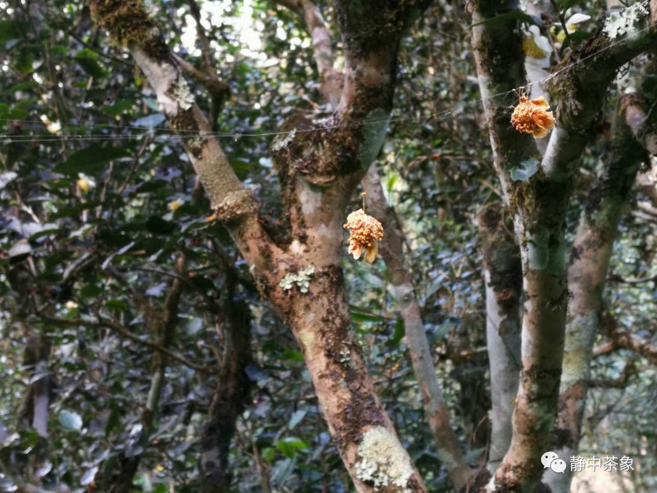 2022年大黑森林古樹春茶多少錢一公斤？