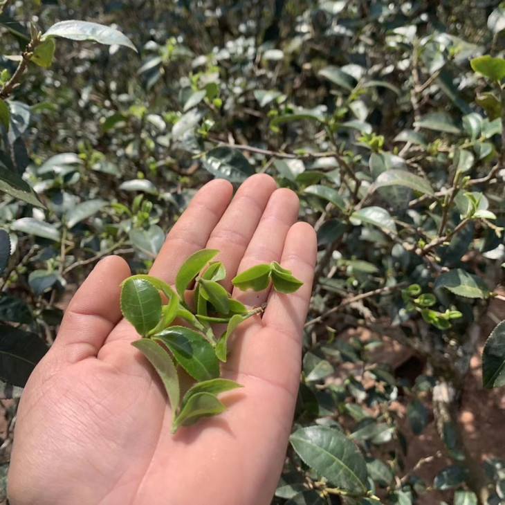 2022年倚邦貓耳朵古樹春茶口感？