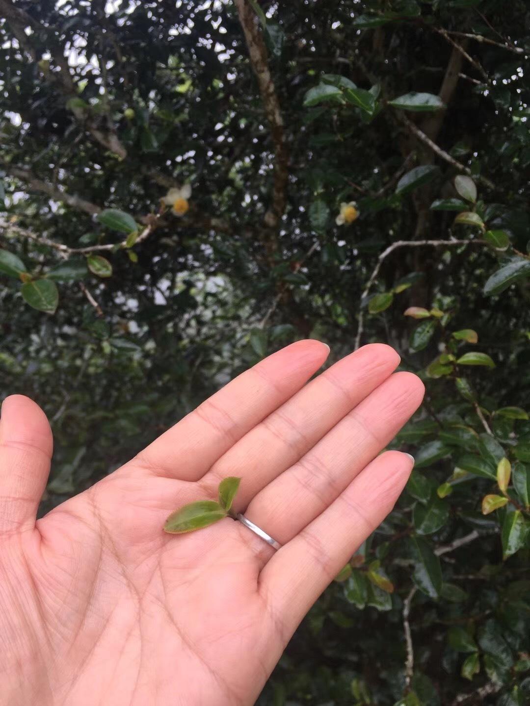 2022年倚邦貓耳朵古樹(shù)春茶價(jià)格？