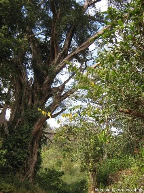 2022年蠻磚古樹春茶多少錢一公斤？