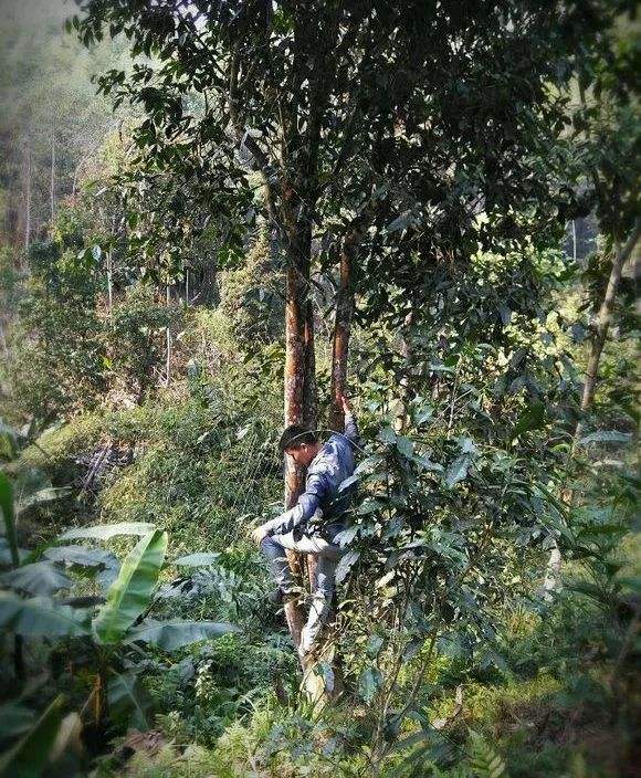 2022年桃子寨古樹春茶特點？