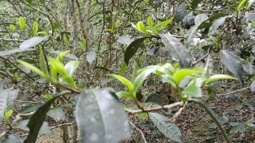 2022年蠻磚瓦龍古樹(shù)春茶口感！