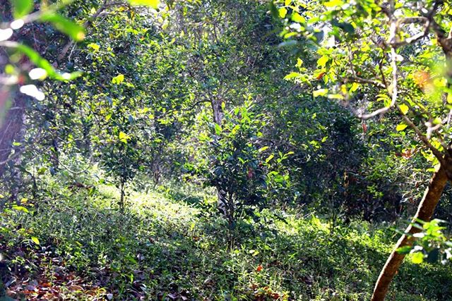 2022年革登古樹春茶價(jià)格？