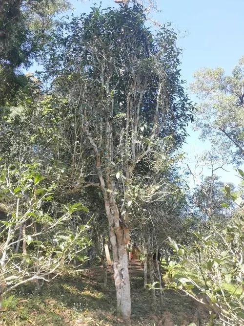 2022年莽枝古樹春茶多少錢一公斤？