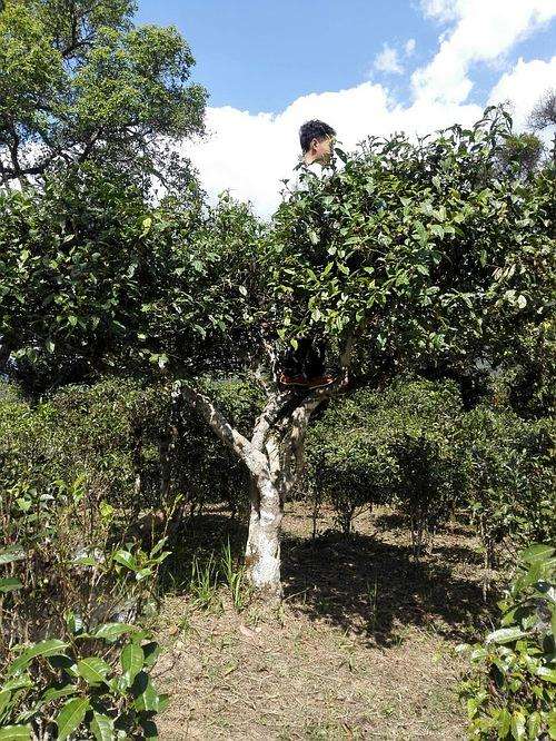 2022年攸樂古樹春茶多少錢一公斤？