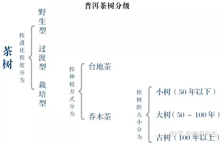 2022年按順序排列普洱茶樹等級 怎么分?