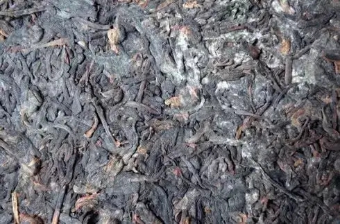 普洱茶泡了之后有霉味怎么辦？