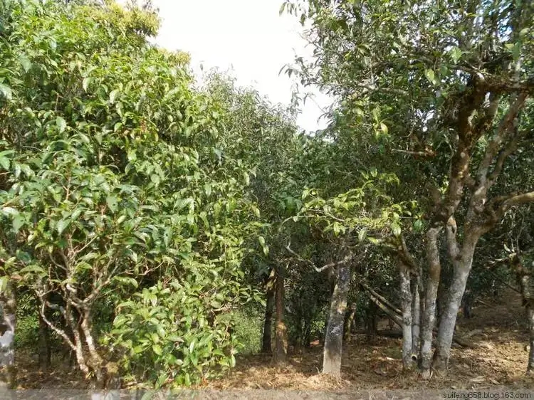 普洱茶山野味怎么解釋？